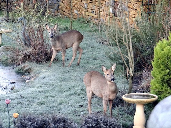 roe deer